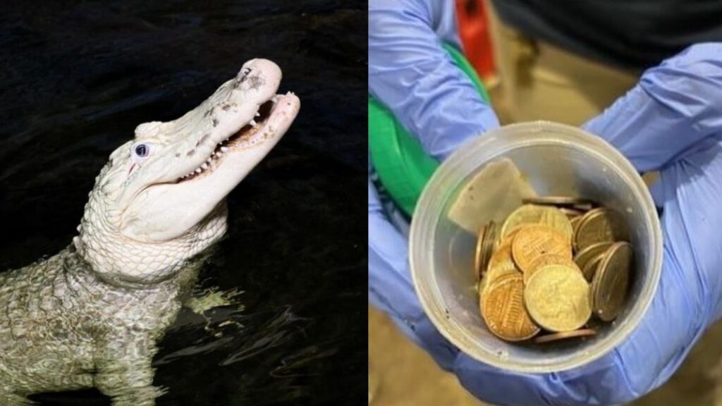 70 coins removed from stomach of alligator at Nebraska zoo
