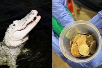 मगरमच्छ के पेट से 70 सिक्के निकालने के बादयूएस चिड़ियाघर ने लोगों से पानी में सिक्के न फेंकने का अनुरोध किया 74 70 coins removed from stomach of alligator at Nebraska zoo