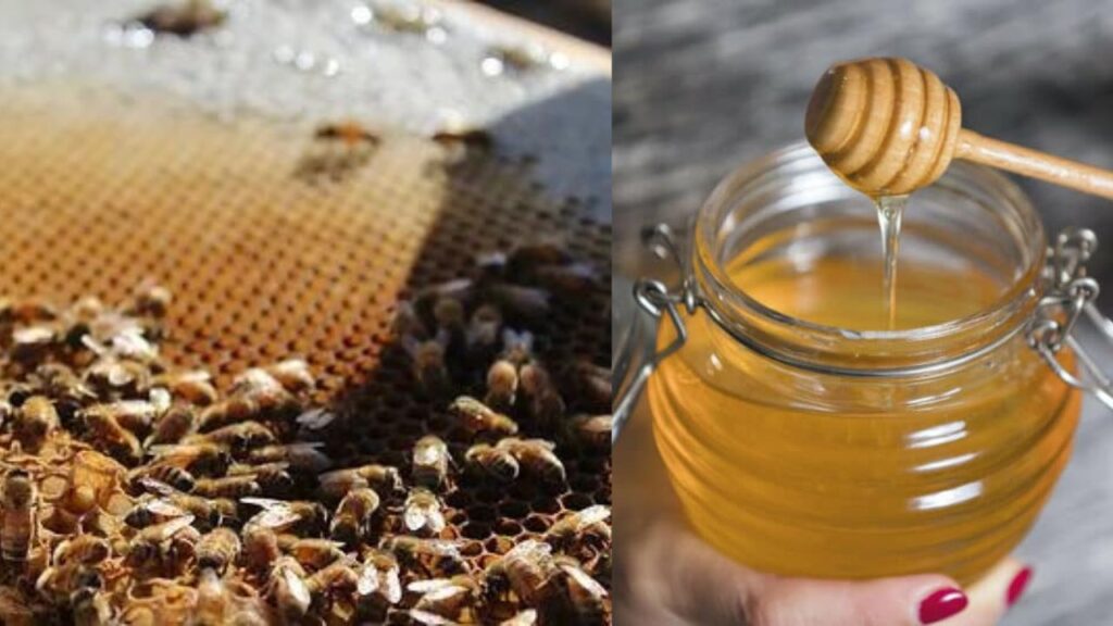 honey with warm water has several benefits