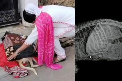 शर्मनाक: मध्य प्रदेश के जबलपुर में एक बदमाश ने गली के कुत्ते की गोली मारकर हत्या कर दी 78 Shameful: A criminal in Jabalpur, Madhya Pradesh, shot and killed a street dog.