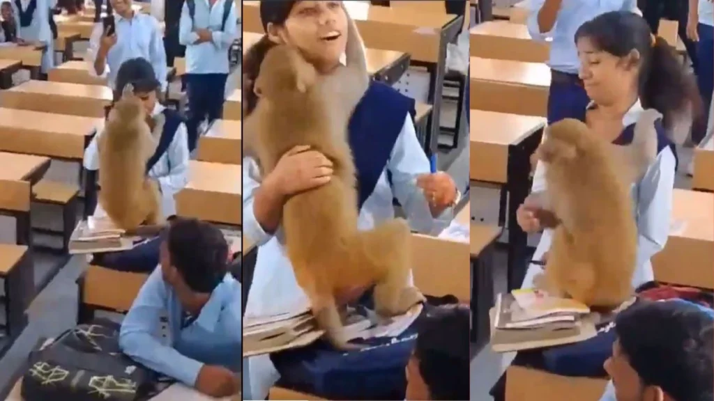 Monkey hugs girl in classroom