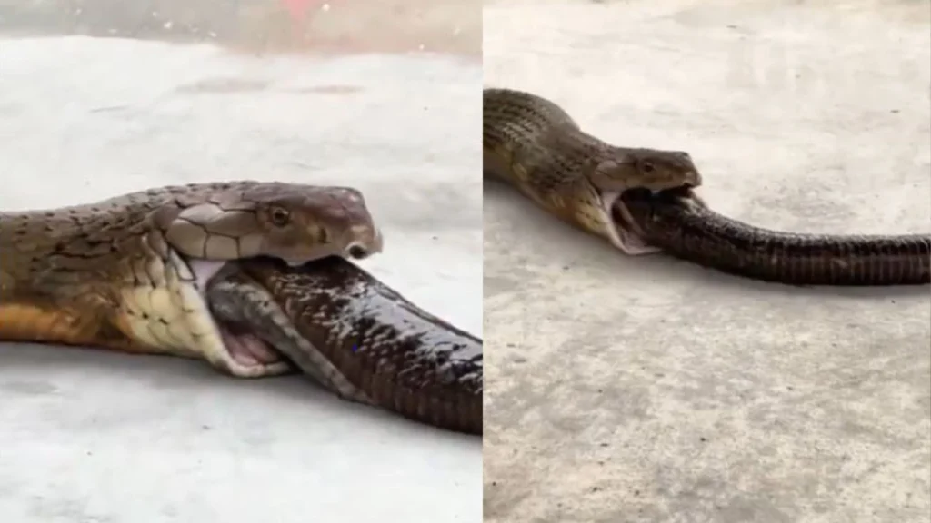 Viral video of King Cobra