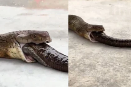 Scary!! Viral video of King Cobra, बीच रोड पर एक एक कर के उगला तीन सांप, 291K लोगों ने देखा 72 Viral video of King Cobra