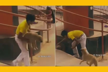 School boy shares lunch with stray dogs, viral video को लोग कर रहे हैं खूब पसंद, 5k से भी अधिक likes हैं 72 School boy shares lunch with stray dogs