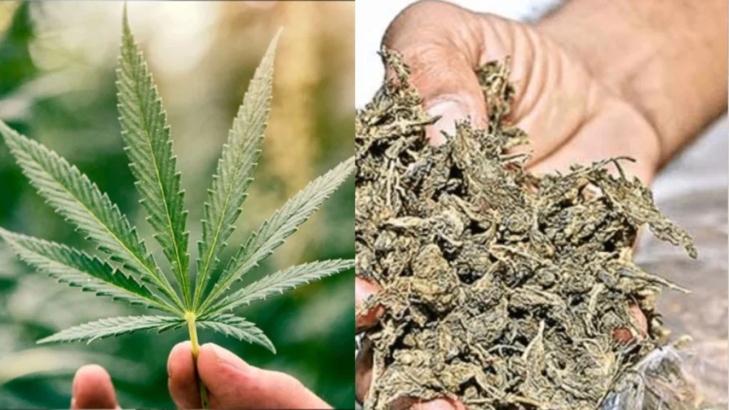 Bengaluru couple arrested