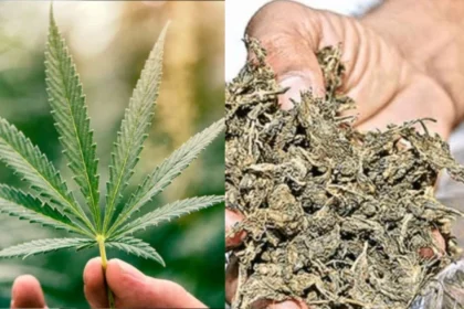 Bengaluru couple arrested, सोशल मीडिया पर गांजा के पौधों की तस्वीर पोस्ट करने पर हुई कार्रवाई 72 Bengaluru couple arrested