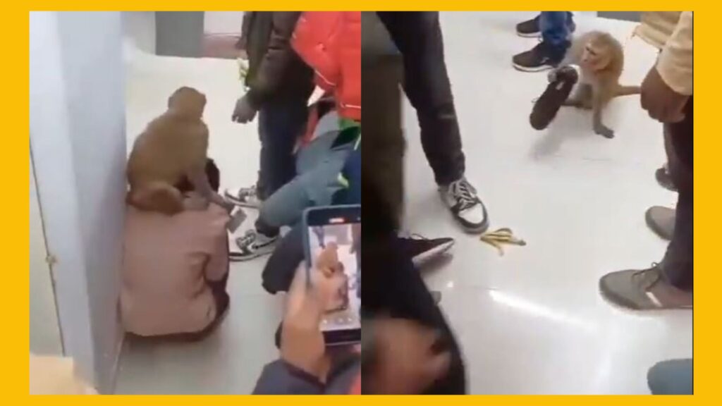 Monkey Enters Shopping Mall