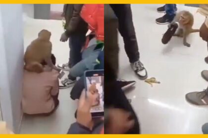 Scary!! Monkey Enters Shopping Mall, पड़ गया लड़की के पीछे कर दी हालत खराब, देखें video 78 Monkey Enters Shopping Mall