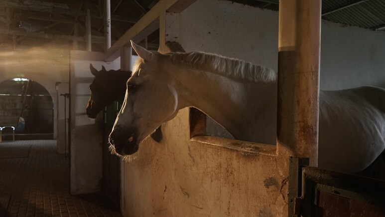 Nagpur man sexually assaulted horse, gets arrested, जानवरों को भी नहीं छोड़ रहे इंसान 72 Nagpur man sexually assaulted horse, gets arrested, जानवरों को भी नहीं छोड़ रहे इंसान