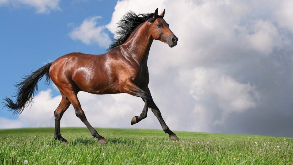 Nagpur man sexually assaulted horse