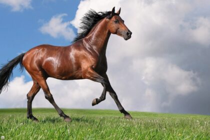 Nagpur man sexually assaulted horse, gets arrested, जानवरों को भी नहीं छोड़ रहे इंसान 78 Nagpur man sexually assaulted horse