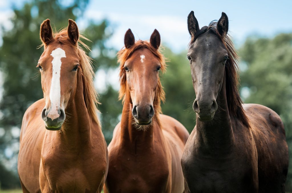Nagpur man sexually assaulted horse, gets arrested, जानवरों को भी नहीं छोड़ रहे इंसान 71 Nagpur man sexually assaulted horse, gets arrested, जानवरों को भी नहीं छोड़ रहे इंसान