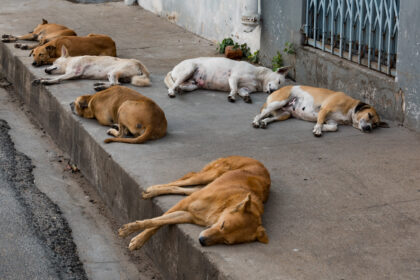 Aligarh Man Beats Stray Dogs, महिला पीसीएस अधिकारी ने रोका तो मिली जान से मारने की धमकी; एफआईआर दर्ज 74 Aligarh Man Beats Stray Dogs