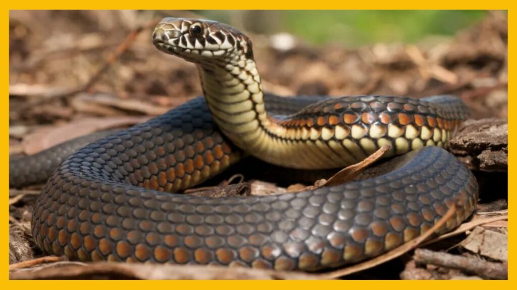Man brings big snake in hospital