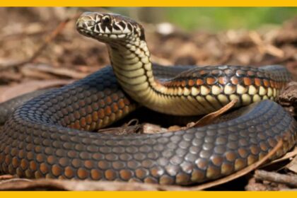 Man brings big snake in hospital