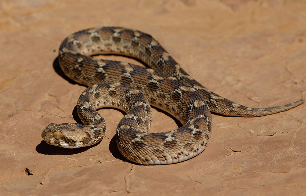 100 Snakes In 1 House: उत्तर प्रदेश के शाहजहांपुर में सर्प मित्र ने किए रेस्क्यू 71 100 Snakes In 1 House: उत्तर प्रदेश के शाहजहांपुर में सर्प मित्र ने किए रेस्क्यू