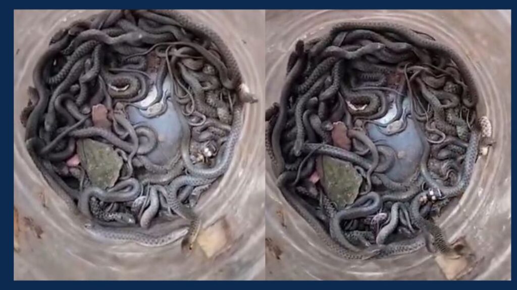 100 Snakes In 1 House