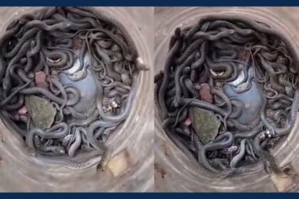 100 Snakes In 1 House: उत्तर प्रदेश के शाहजहांपुर में सर्प मित्र ने किए रेस्क्यू 72 100 Snakes In 1 House